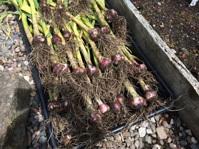 harvested Early Purple Wight garlic