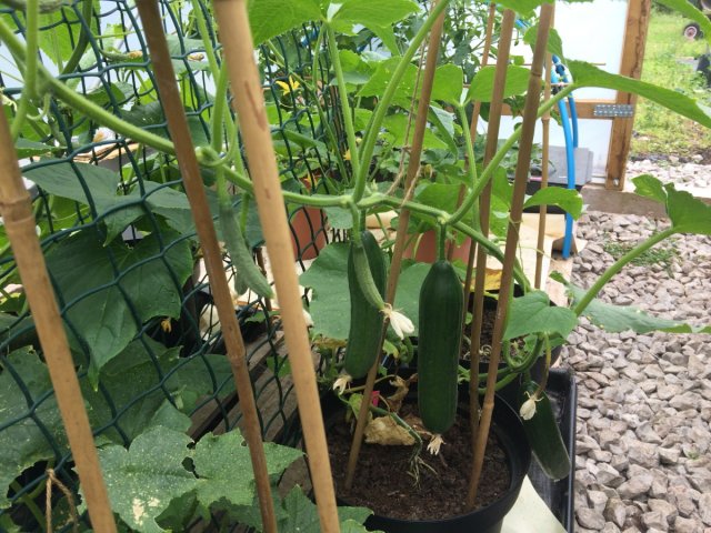Cucumbers growing on vine