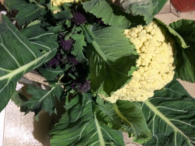 First harvest of cauliflower and broccoli March 2021