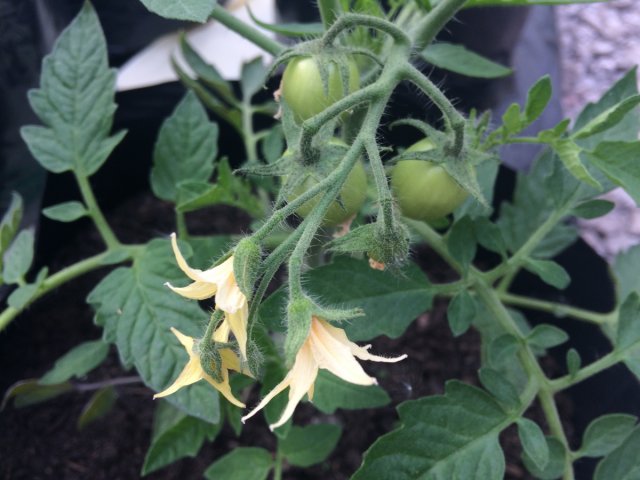 tomatoes forming on young plant