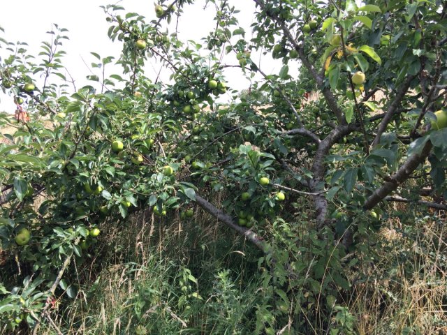 Overgrown apple tree