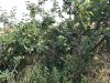 Overgrown Apple Tree 2018 - Plenty of apples on tree in need of pruning and weeding, 2018