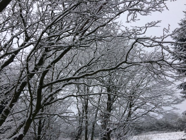 winter scene snow on branches
