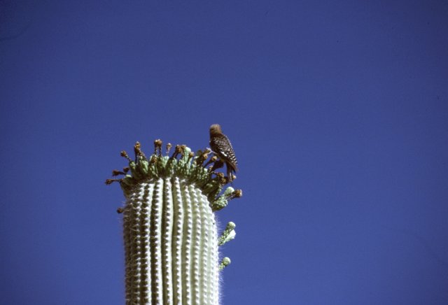 Bird perched on saguaro cactus