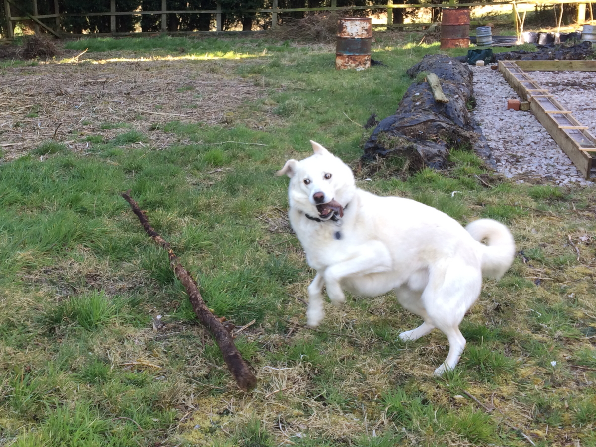 Cody playing with large stick