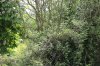 Brambles in garden hedge